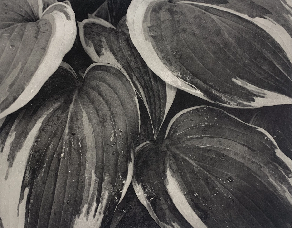 Jon Goodman, HOSTA, ANTIOCH, 2002