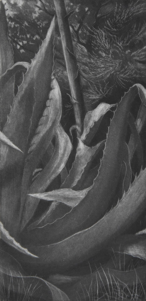 Judith Rothchild, Agaves, 2022