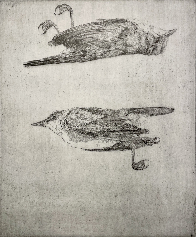 Charles Donker, Studie van een tjiftjaf, 2023