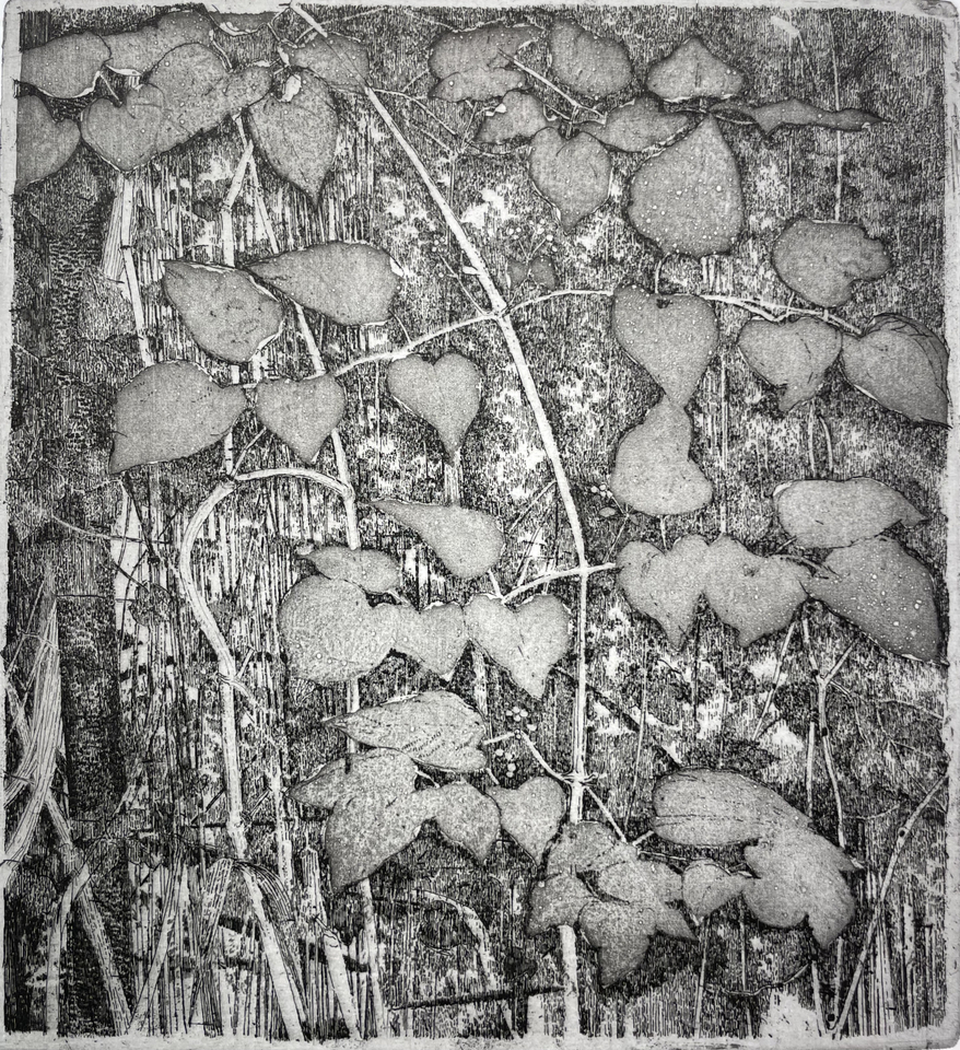 Charles Donker, Bosrank III (Clematis vitalba), 2024