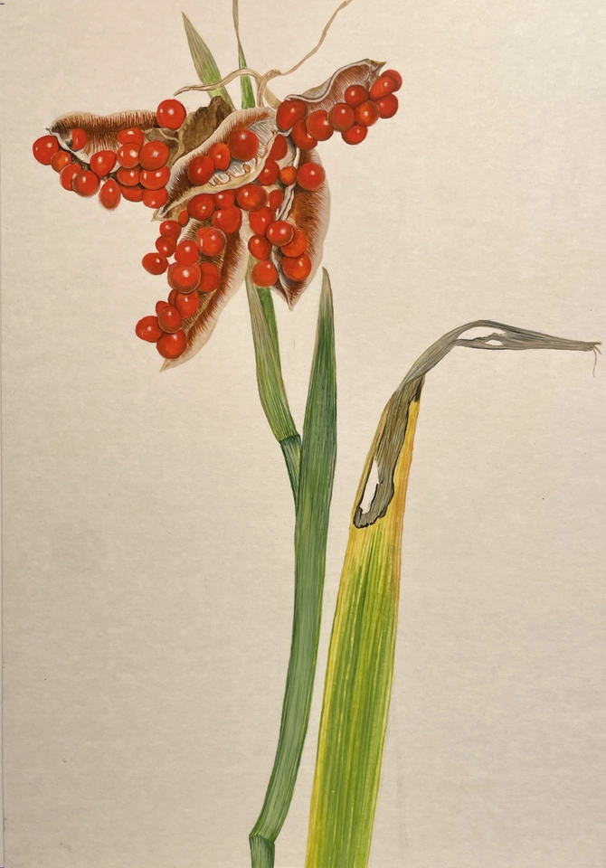 Ariane Fruit, Iris Foetidissima (Iris fétide - à graines rouges), 2024