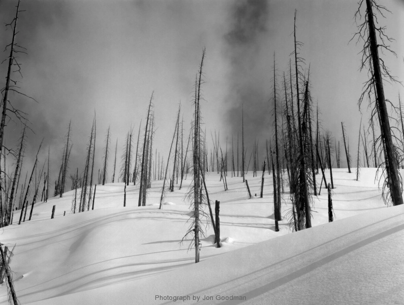 Jon Goodman, Burnt trees, Battle Range, 2017