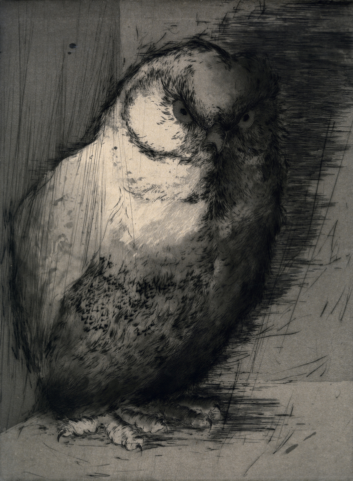 Marjan Seyedin, Hibou en pied 5, 2016