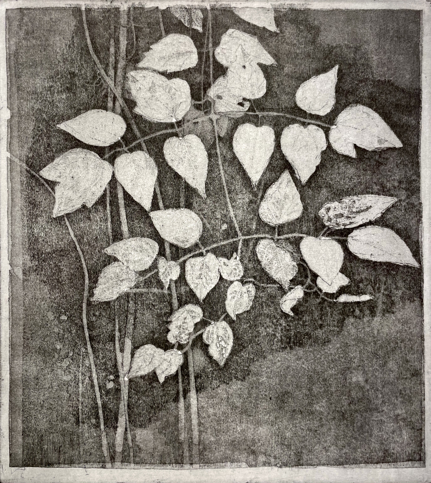 Charles Donker, Bosrank IV (Clematis vitalba), 2024
