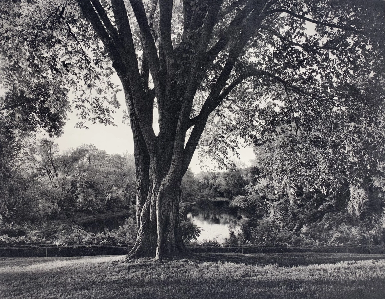 Jon Goodman, ELM TREE, CONFLUENCE HOUSATONIC & CONNECTICUT RIVERS, 2000