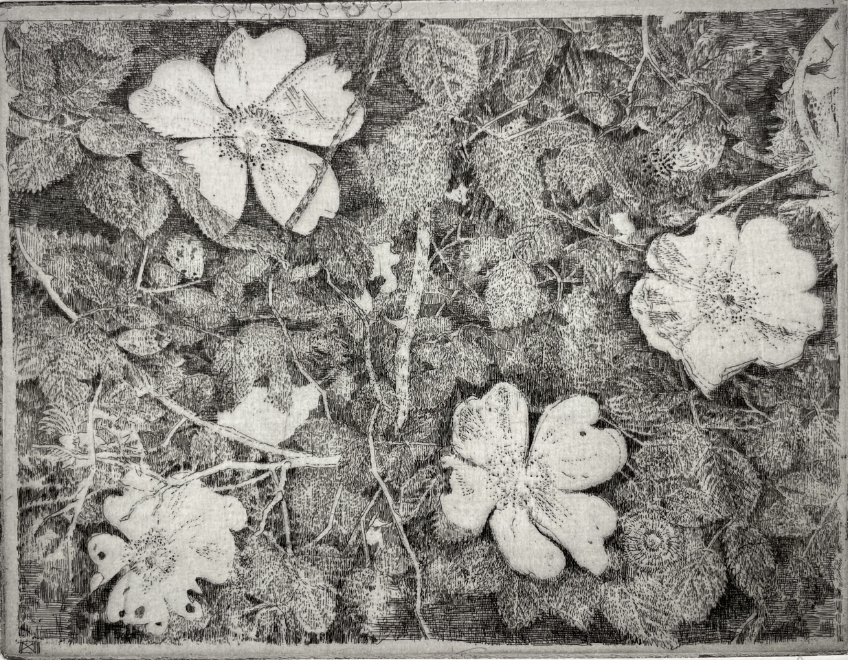 Charles Donker, Hondsroos (Rosa canina), 2024