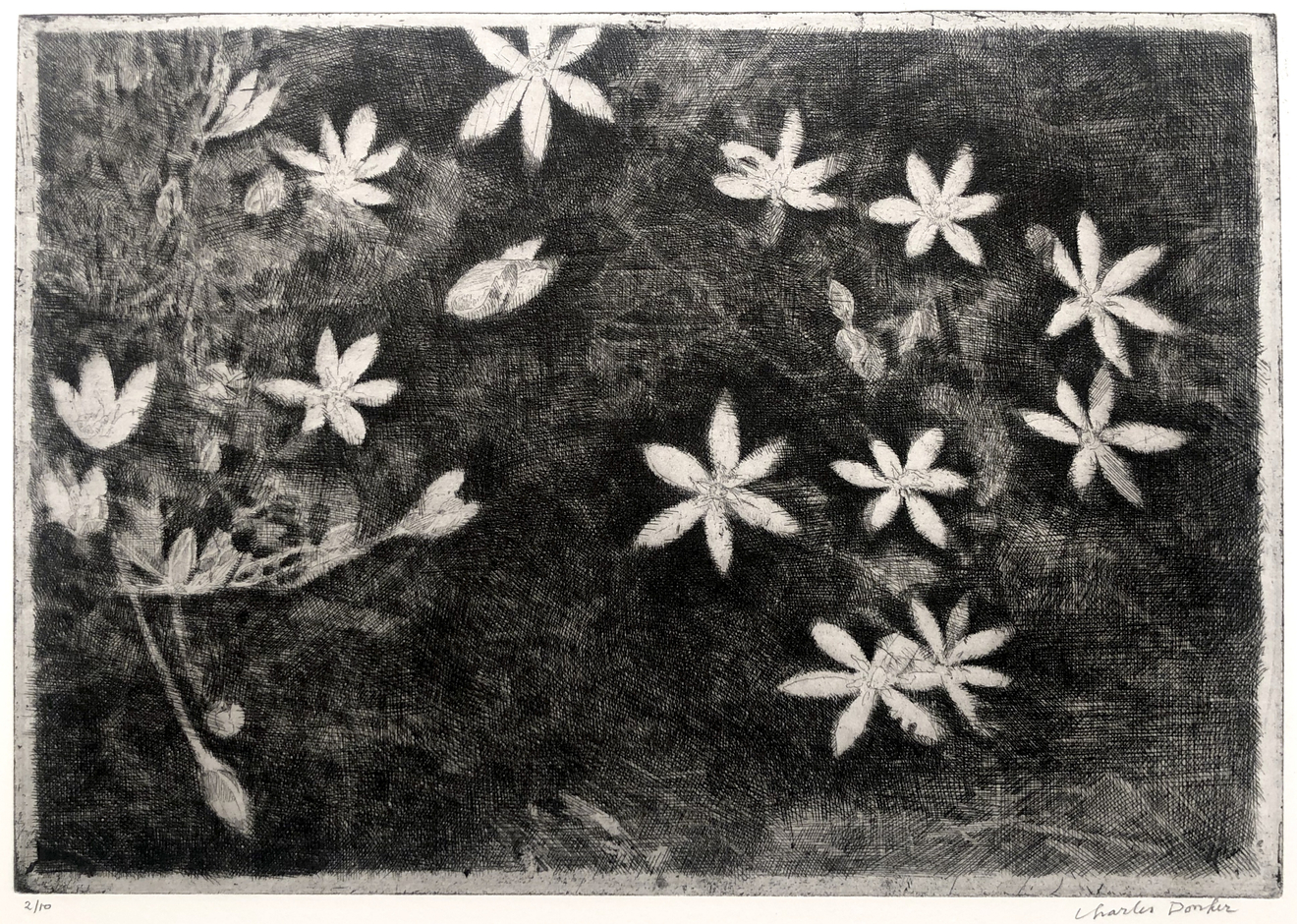 Charles Donker, Vogelmelk (Ornithogale en ombelle), 2016-2017