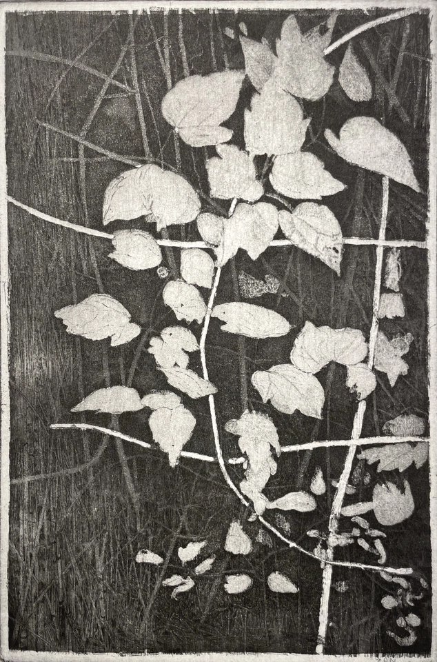 Charles Donker, Bosrank II (Clematis vitalba), 2024