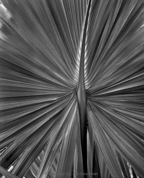 Jon Goodman, Priticardia leaf, Close up, 2014