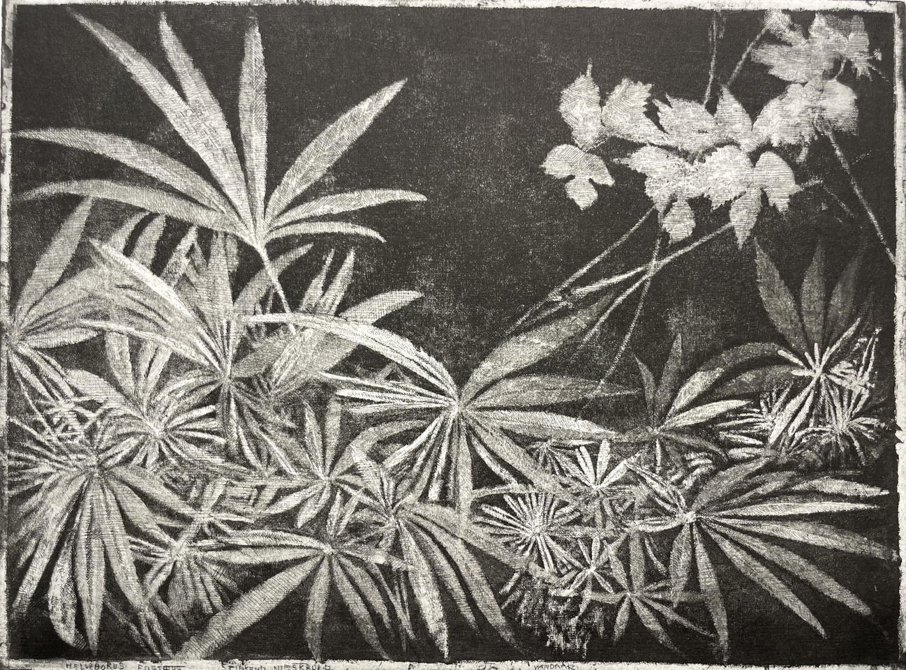 Charles Donker, Stinkend nieskruid (Helleborus foetidus) , 2019-2020