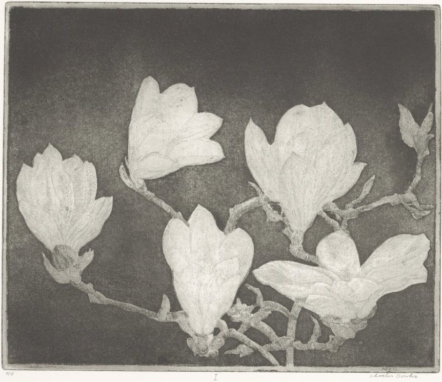 Charles Donker, Magnolia I, 2007 / 2008