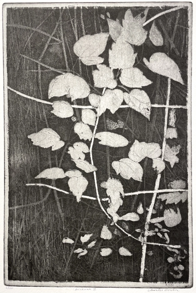 Charles Donker, Bosrank II (Clematis vitalba), 2024
