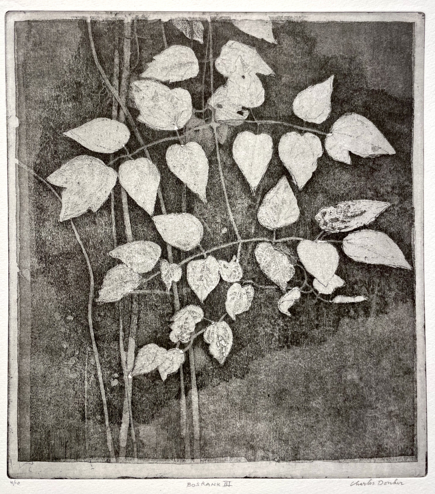 Charles Donker, Bosrank IV (Clematis vitalba), 2024