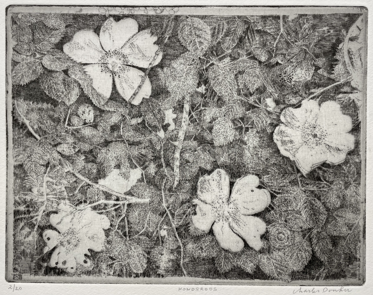 Charles Donker, Hondsroos (Rosa canina), 2024