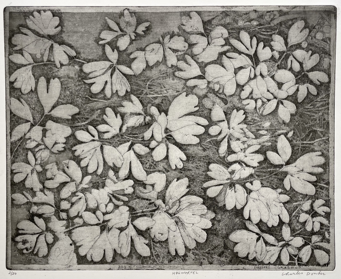 Charles Donker, Holwortel (Corydalis cava), 2025
