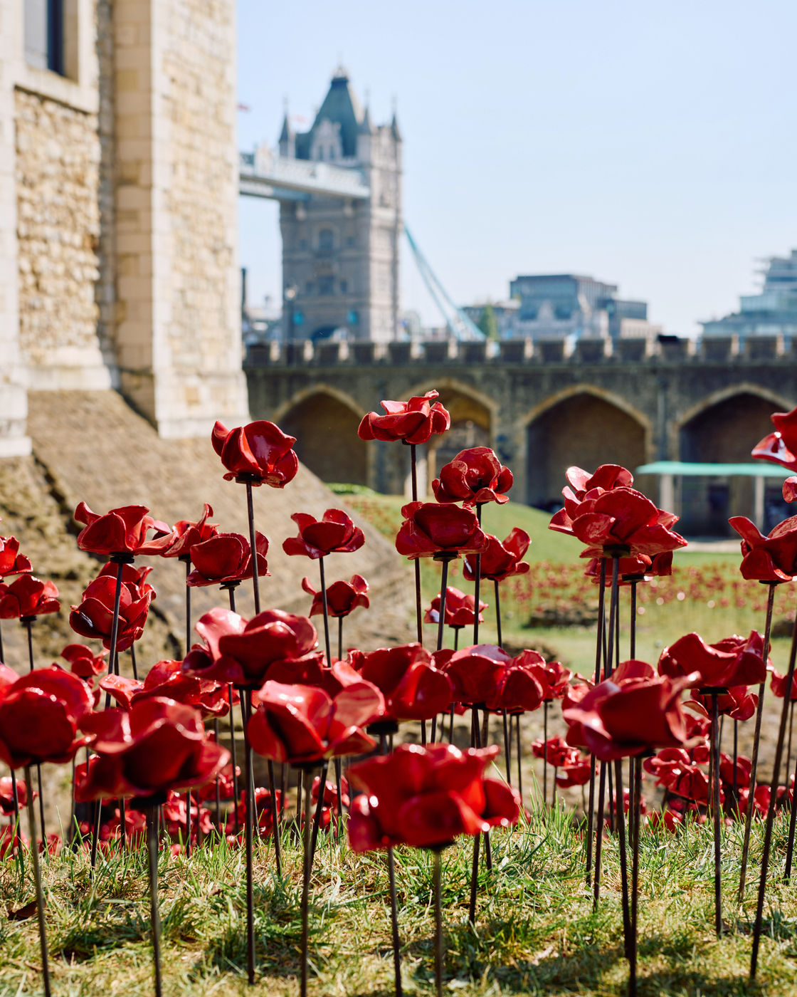 New Poppy Display for 2025
