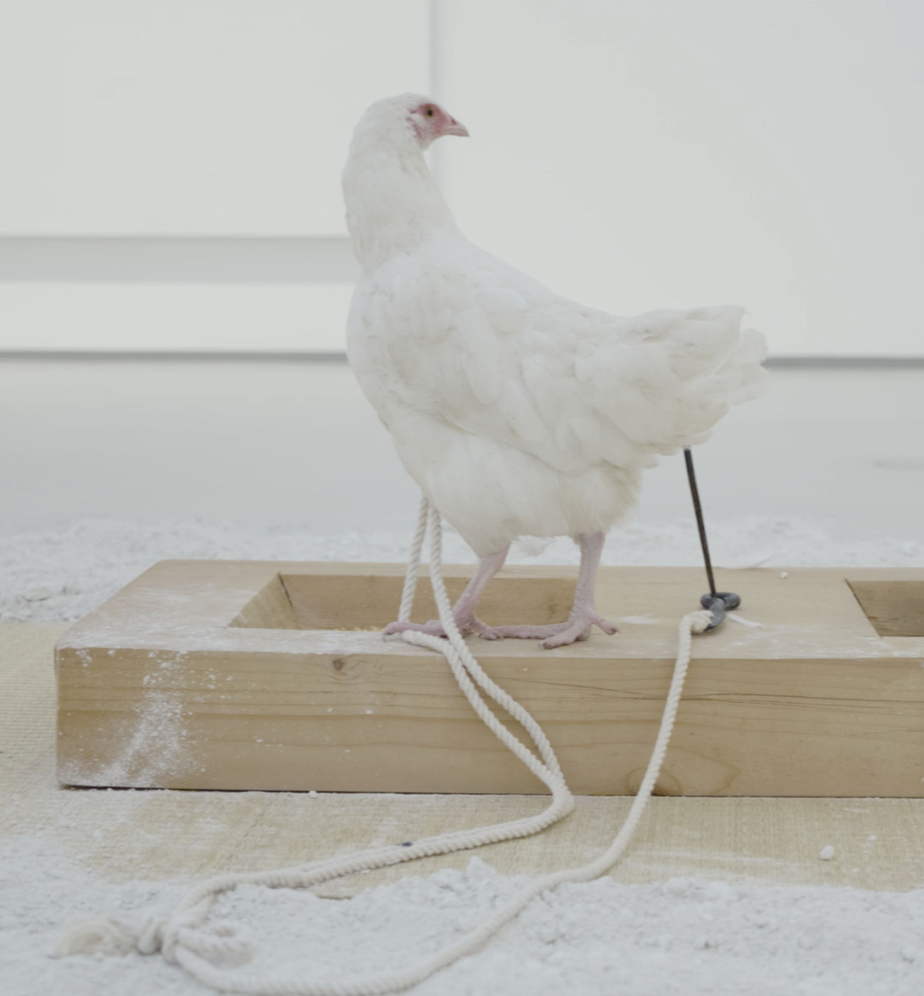 In recognition of the work&rsquo;s 50th anniversary, it was executed again at the Paris Marais gallery, with the chicken making...