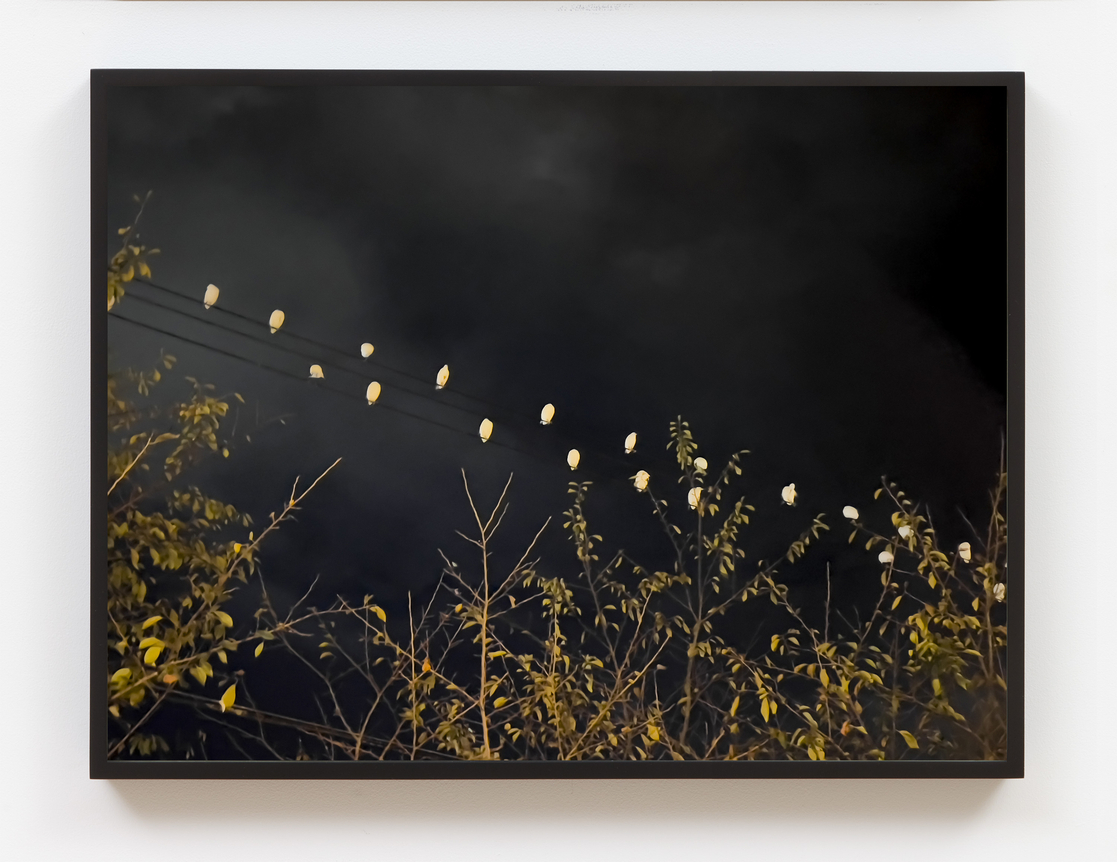 Su-Mei Tse, Bird Song, 2025