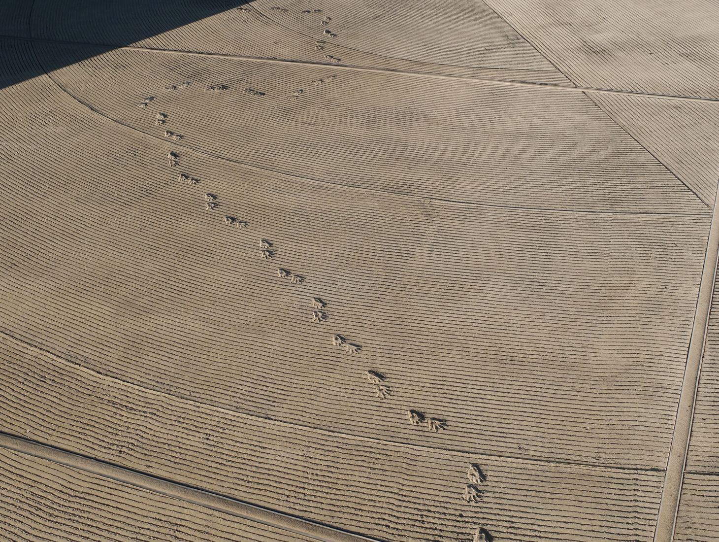 mariana castillo deball: serpent disappearances