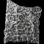 Bozena Kaluga, Wednesday, 2002