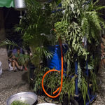 OPAVIVARÁ!, REMOTUPY, 2017