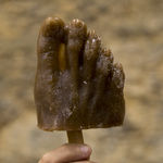 OPAVIVARÁ!, REMOTUPY, 2017