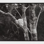 Maria Laet, Entre elas (alguma coisa concreta, capaz de se deixar quebrar), 2020