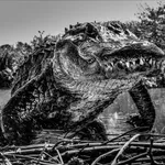 David Yarrow, The Push West