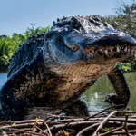 David Yarrow, Bad Asses II