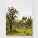 Roe Ethridge, Orange Grove # 8, 2004