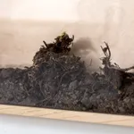 Дима Филиппов, Time of land. Kirovsk | Время земли. Кировск, 2024