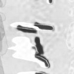 Steffani Jemison, Untitled, 2022