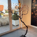 LUO LI RONG, AME DE LUMIERE