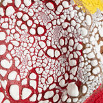 Amelia Lynch, Pterostylis, 2022