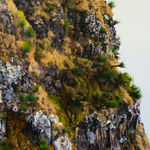 Hobie Porter, The Big Scrub (Stenocarpus sinuatus), 2022