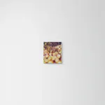 Sophie Smorczewski, Dandy faces, 2024