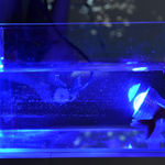 陈萧伊 Chen Xiaoyi, 古老的愿景 The Visions of Karma, 2024