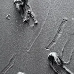 Baxter, Substance #01, 2024