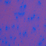 Daniel O'Toole, Quadraphonic, 2025