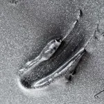 Baxter, Substance #01, 2024