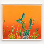 Francesca Gabbiani, Survivor (8), 2024