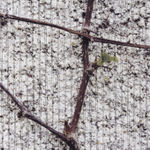 Linda Ridgway, O’er ruined fences the grape-vines shield, 2022