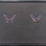 Maximilian Prüfer, Black Butterfly-Prints, 2017
