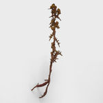 Alicja Biala, Hyperaccumulator (5), 2025