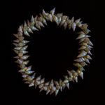 Bec Woolley, palawa necklace, 2023