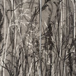 Frances Malcomson, Entangling 2, 2024