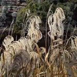 Stephanie Tabram, Silverware, 2026