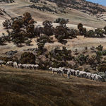 Stephanie Tabram, Wattle & Tarnished Silver, 2022