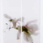 Jeri Eisenberg, Dogwood (Pink), 2008