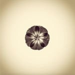 Joshua White, Zinnia, Zinnia sp., 2013